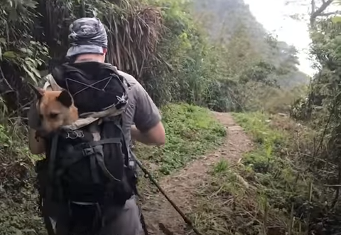 He will stay in the backpack, they were surprised after seeing the dog's attitude and said that the dog knew that they were there to help him.