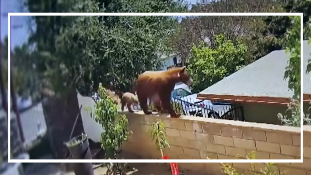 A big mother bear with two cubs walks on the wall
