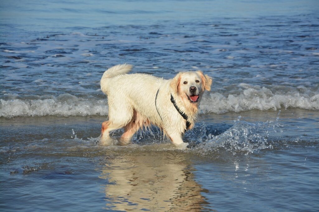 dog bathing in the sea