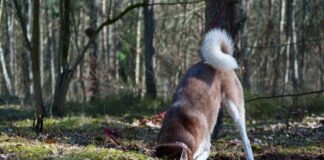 dog digging in garden