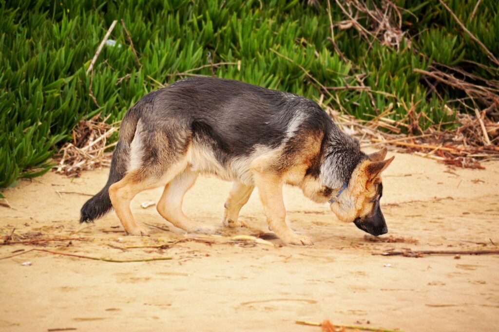 A german shepherd dog use to bombs detection