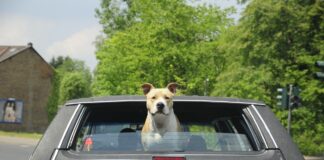 dog in the car