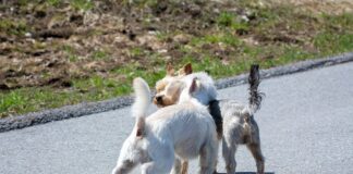 dogs sniff other dog's butt