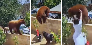 Girl fights with a Bear to protect her pet dog