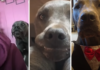 Girl with nine rescue dogs loves her grumpy-faced dog the most.