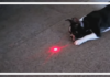 Dog playing with laser light