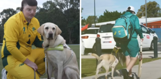 Jaxx - The gold Labrador guide dog of the Australian blind cricket team from guide dog WA